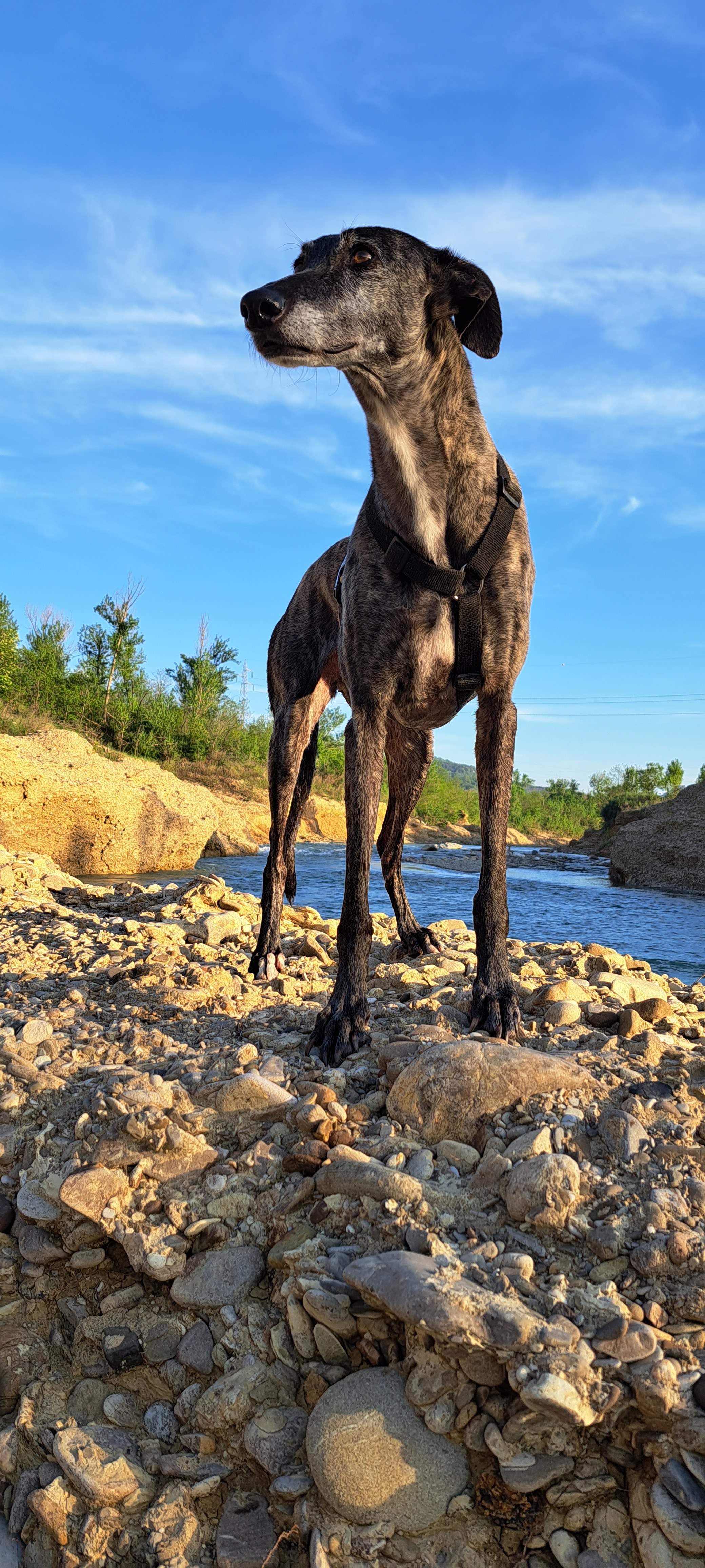 Brigit, galgo