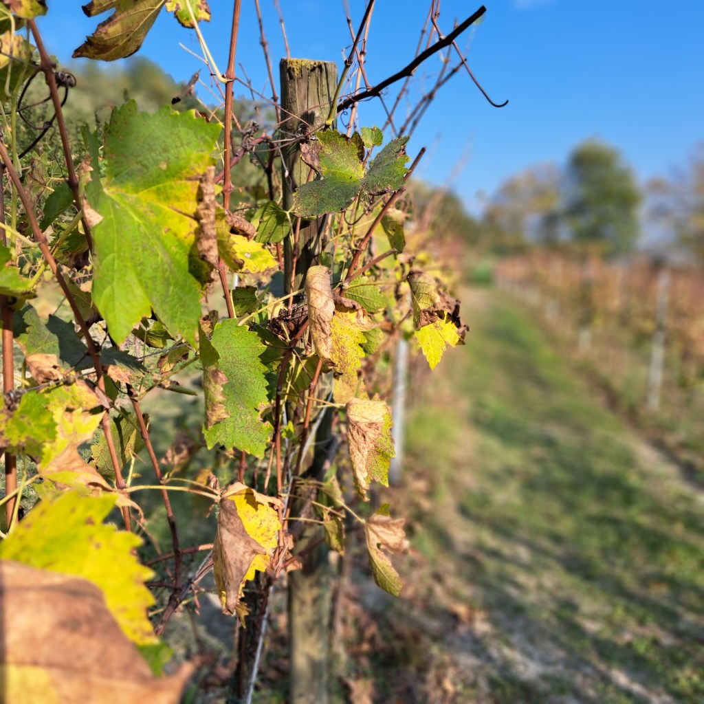 I vigneti di Villa Cunial, Traversetolo (PR)