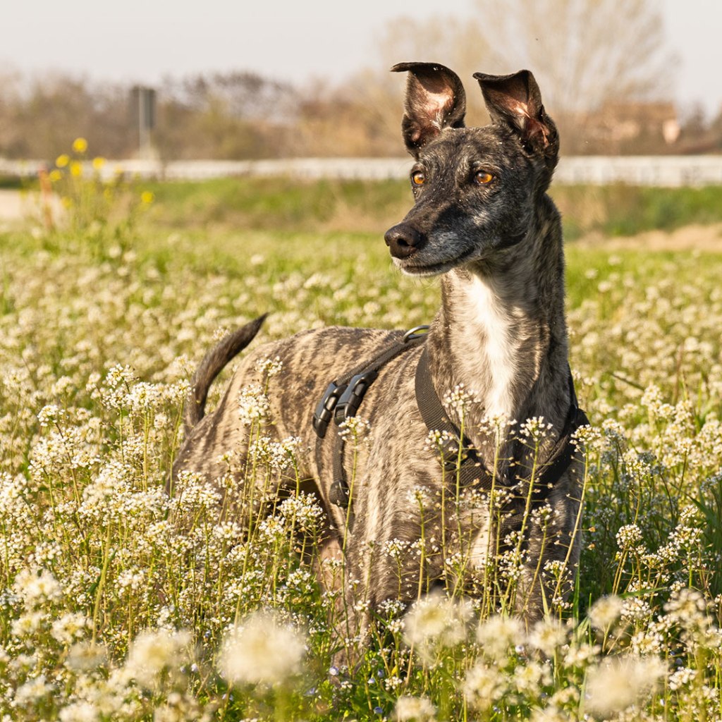 Galgo spagnolo (Brigit) tra i fiori
