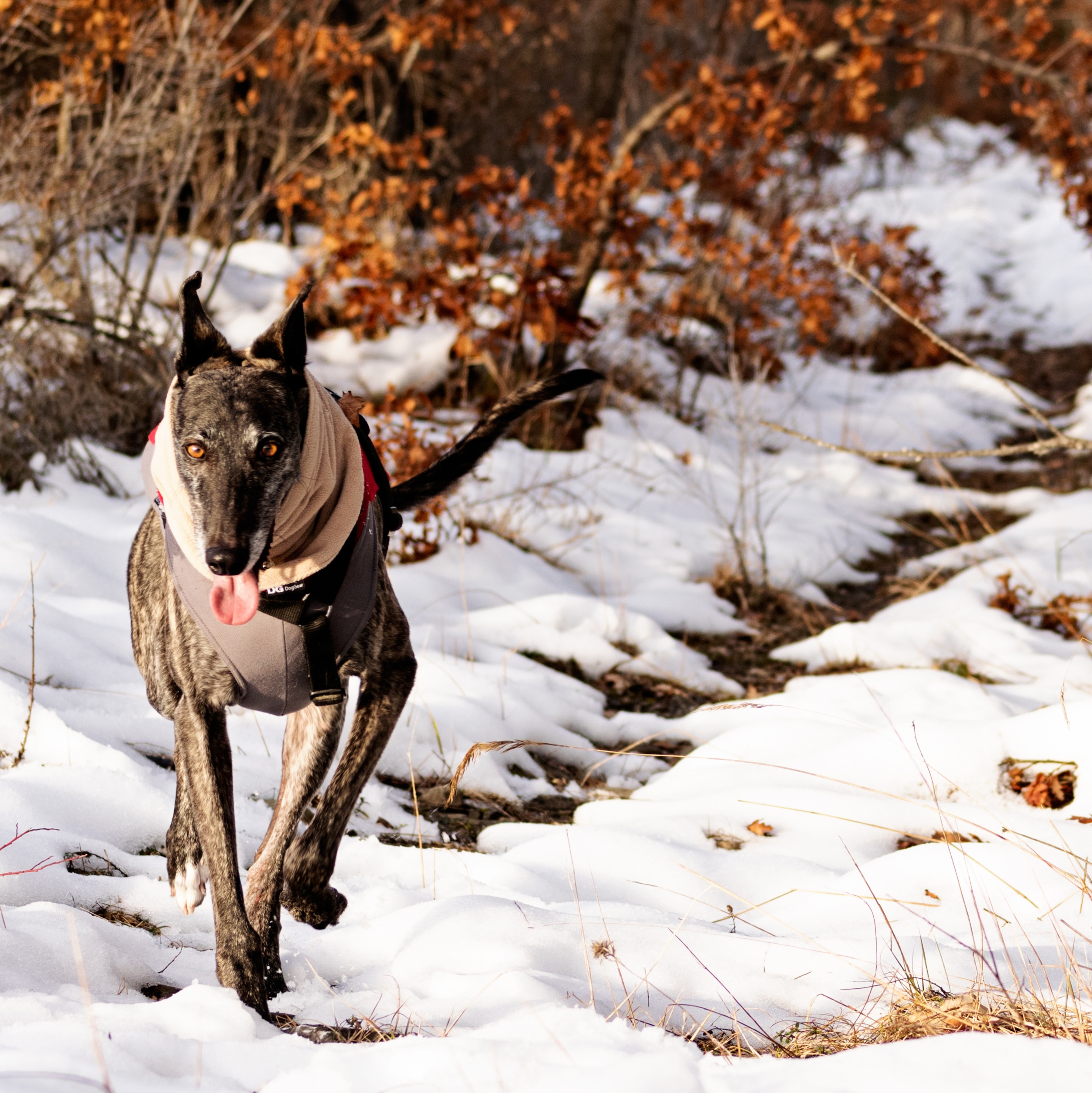Brigit, galgo spagnolo
