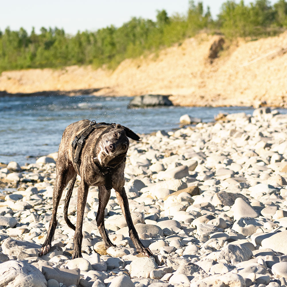 Brigit, galgo spagnolo