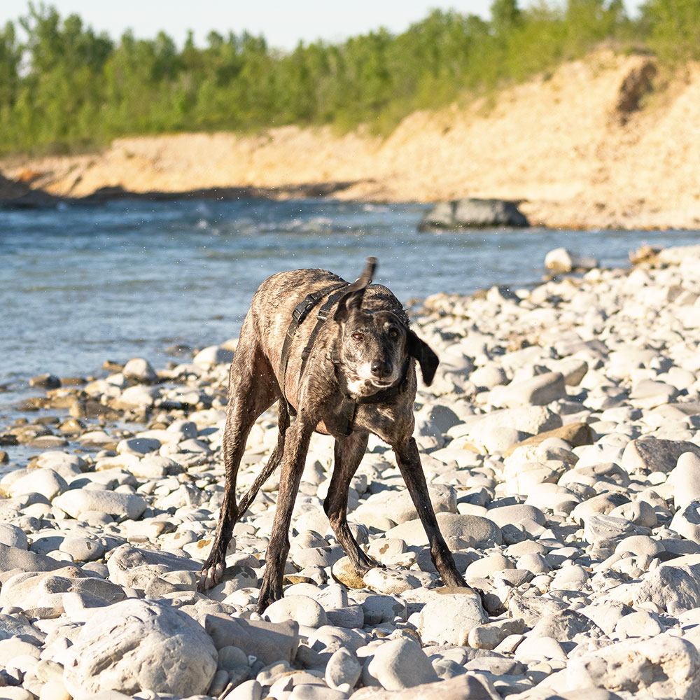 Brigit, galgo spagnolo