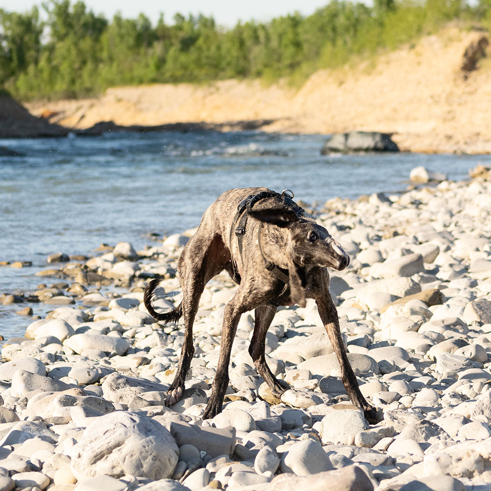 Brigit, galgo spagnolo