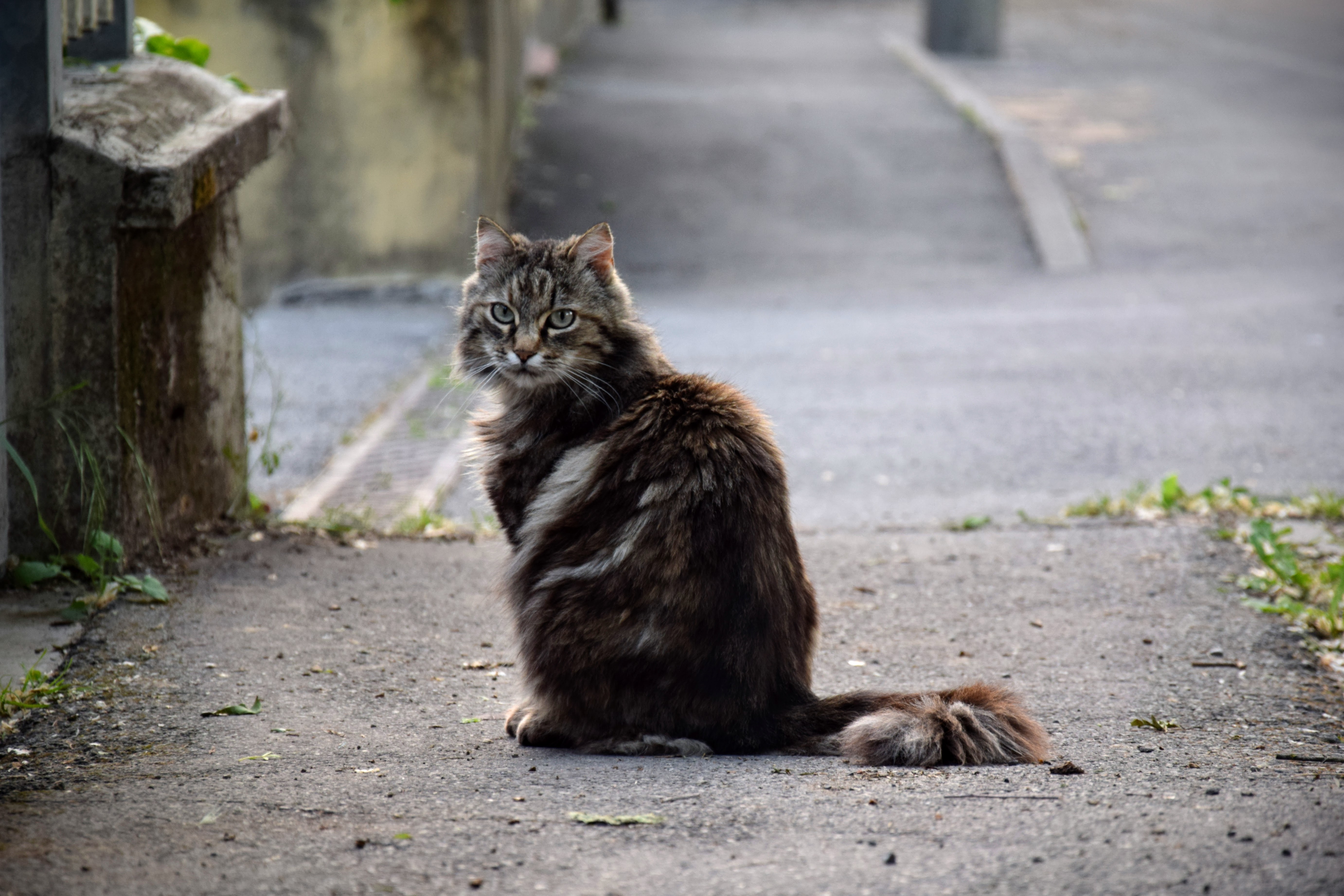Gatto a Bibbiano (RE)