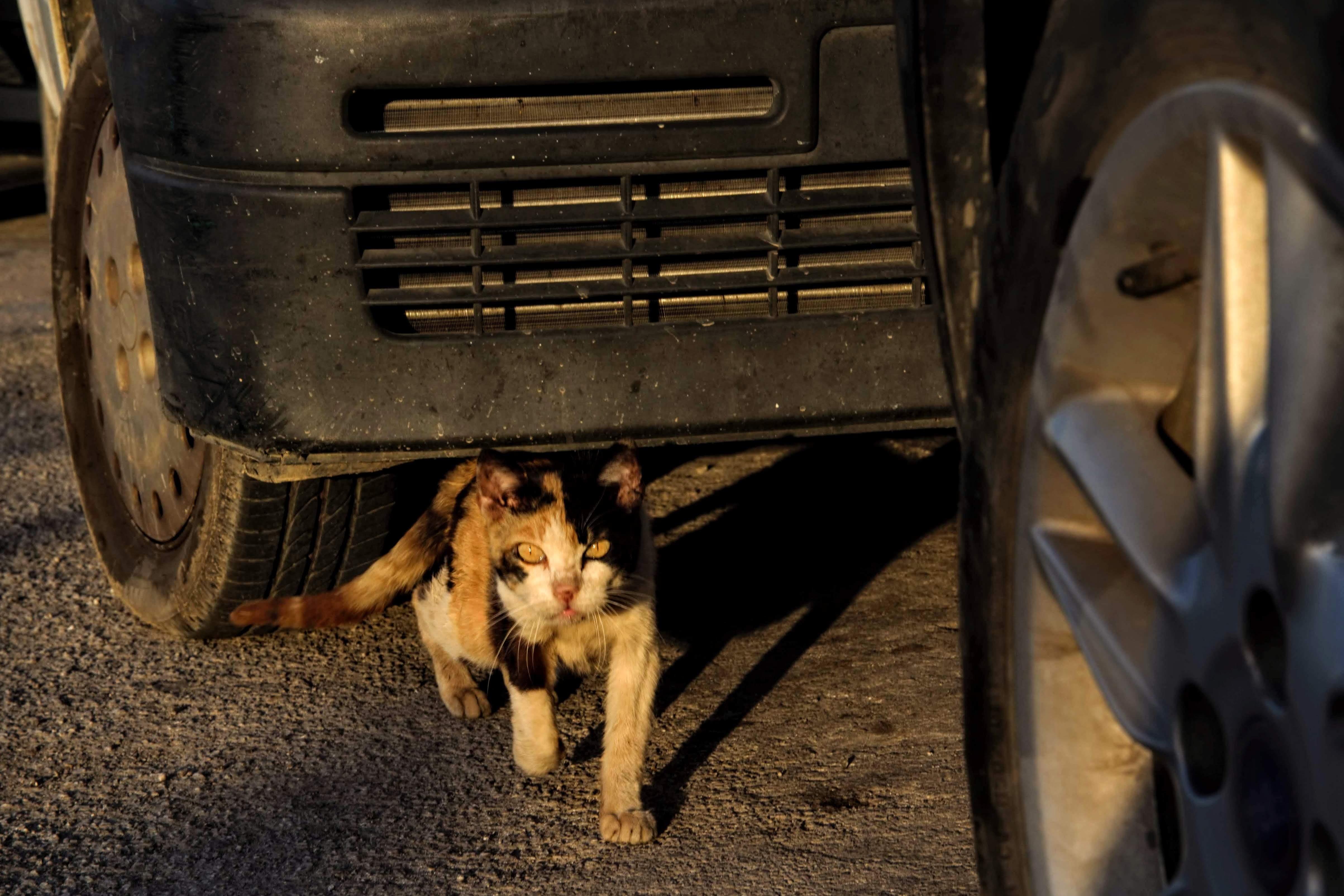 Gatto di strada a Erice (TP)
