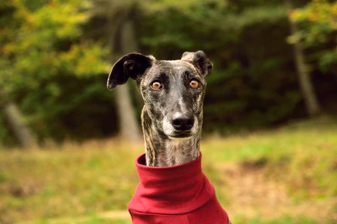Brigit, galgo spagnolo