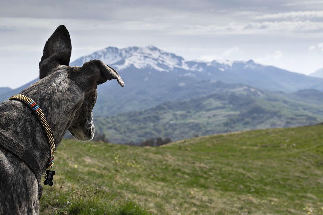 Brigit, galgo spagnolo