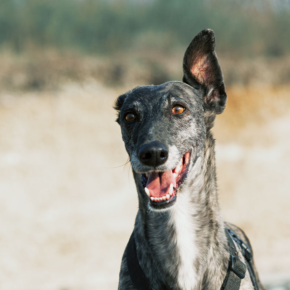 Brigit, galgo spagnolo