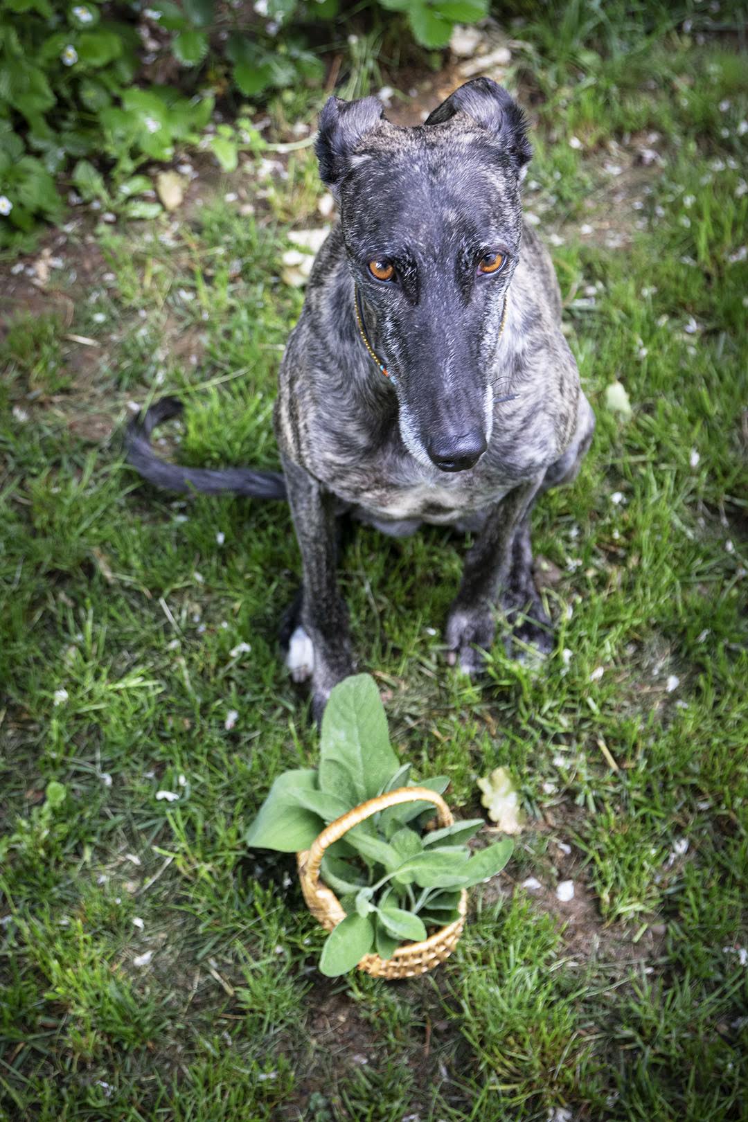 Brigit, galgo spagnolo