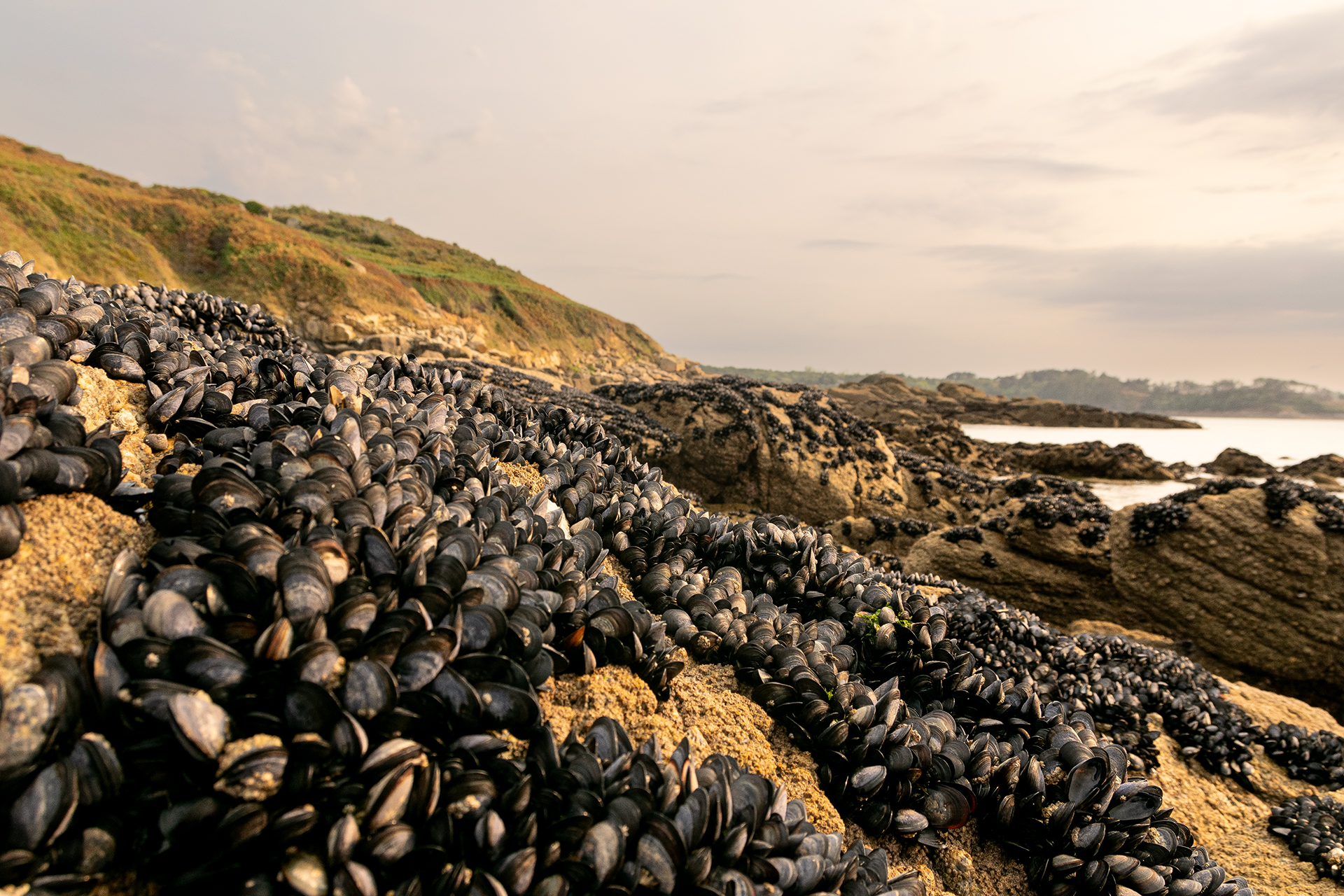 Beg Leguer, Bretagna, Francia, agosto 2025: alla ricerca dei graniti rosa. Distese di cozze.