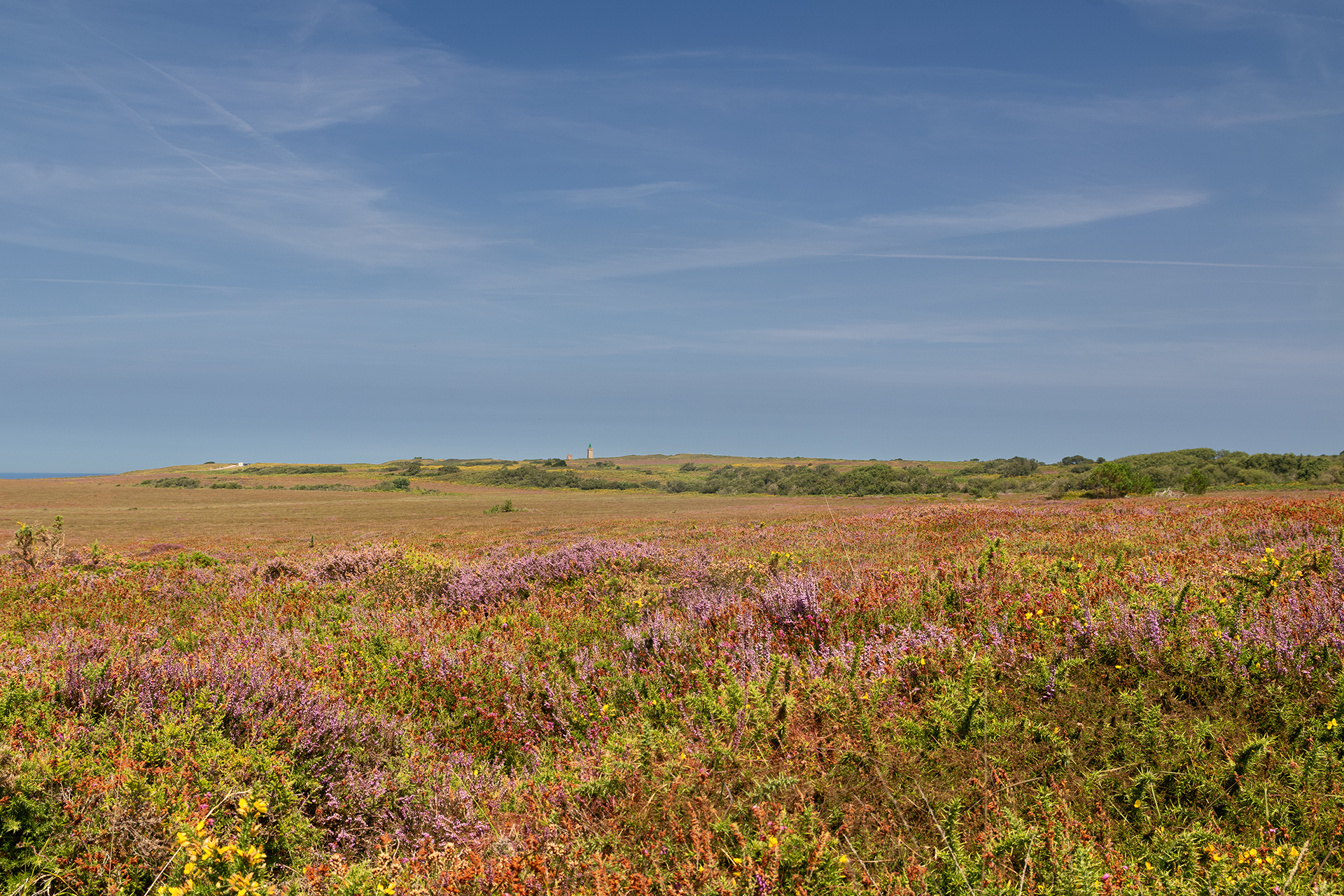 Brughiera a Cap Fréhel, Bretagna, Francia, agosto 2025