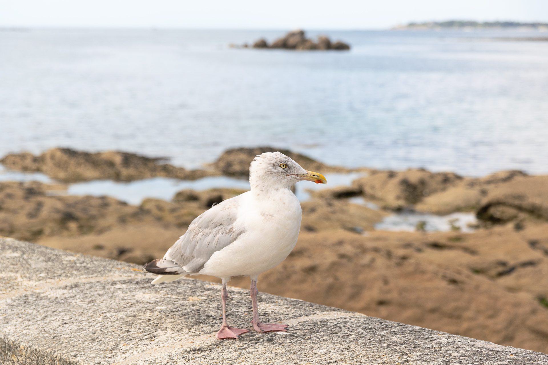 Gabbiano a Concarneau, Francia, agosto 2025